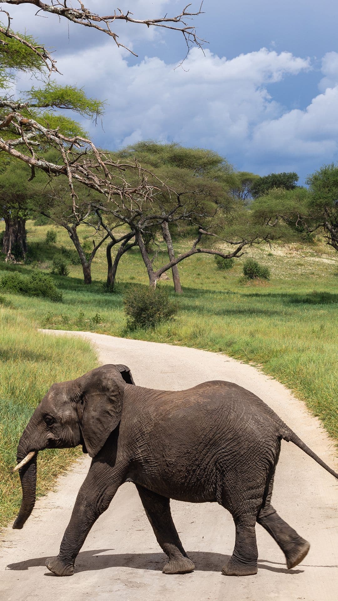 7-Night On Safari in Tanzania (Superior)