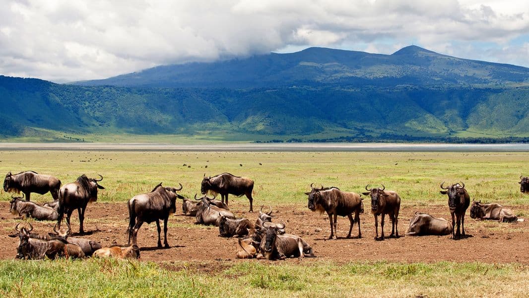 7-Night On Safari in Tanzania (Standard)