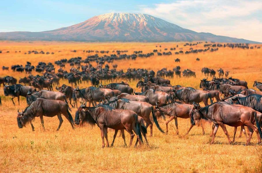 10 Day Essential East African Safari